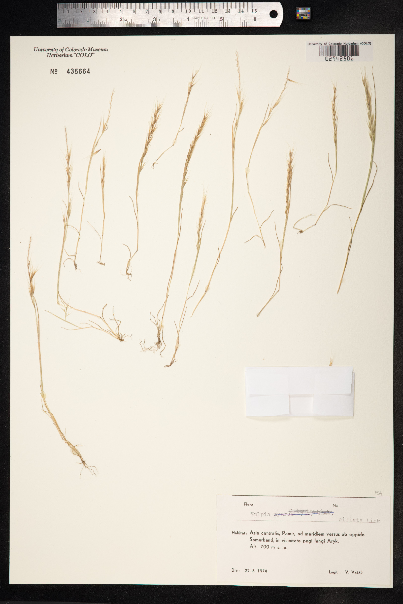 Vulpia ciliata image