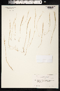 Vulpia ciliata image
