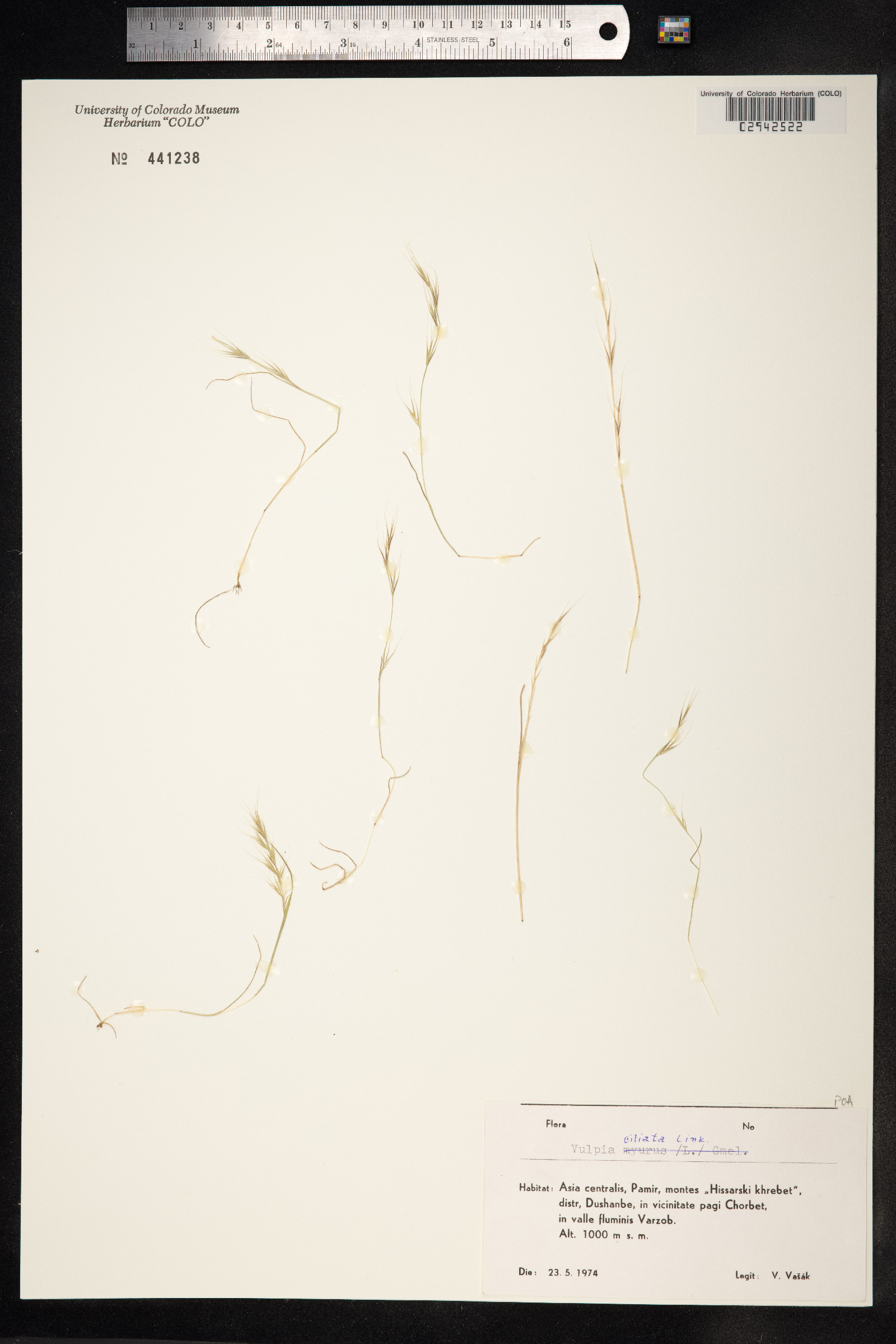 Vulpia ciliata image