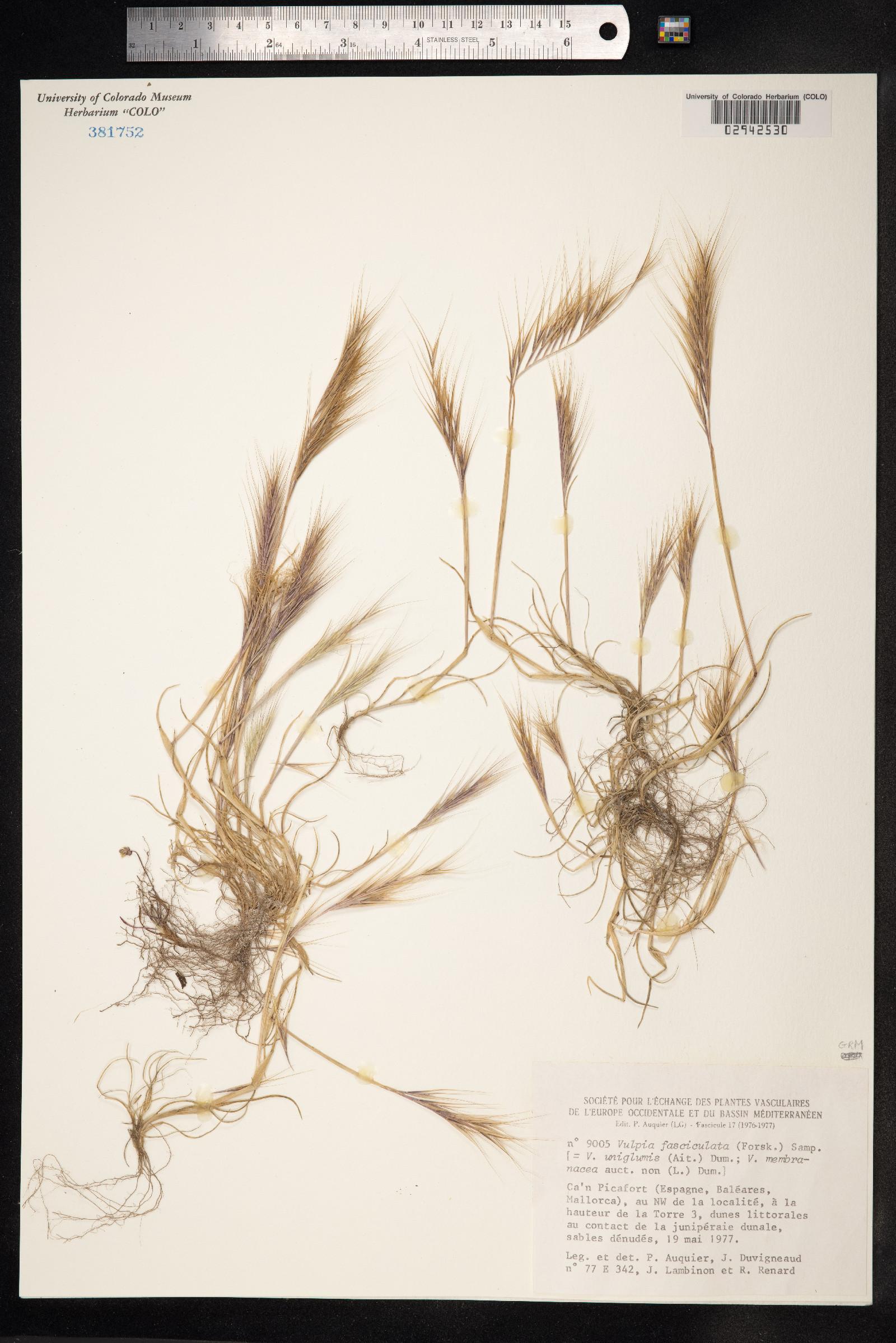 Vulpia fasciculata image