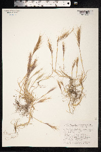 Vulpia fasciculata image