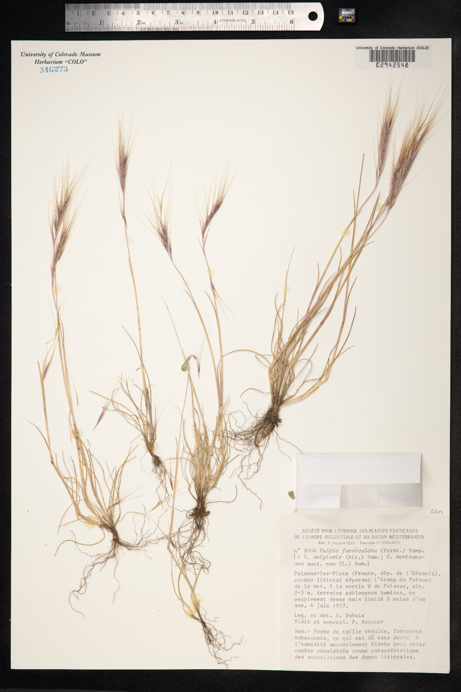 Vulpia fasciculata image