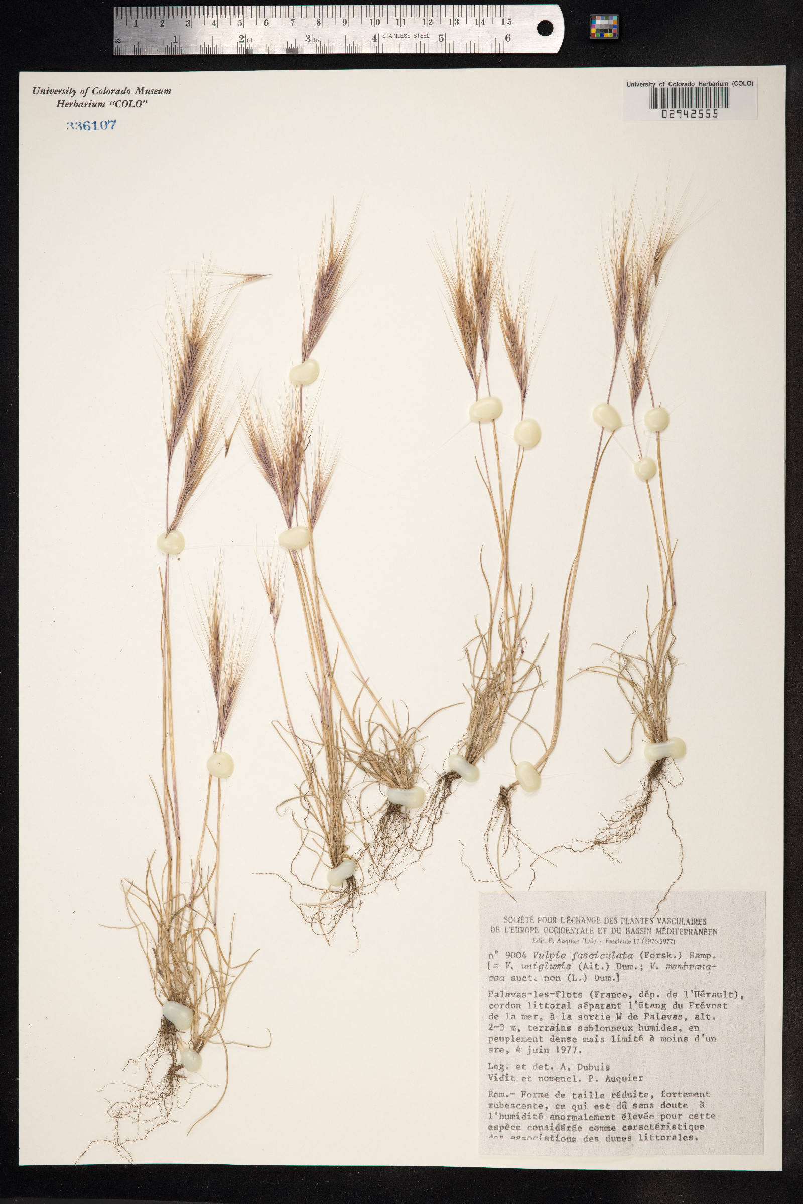 Vulpia fasciculata image