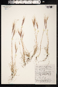 Vulpia fasciculata image
