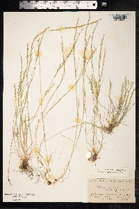 Vulpia myuros image
