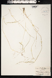 Vulpia myuros image