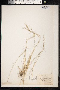 Vulpia myuros image
