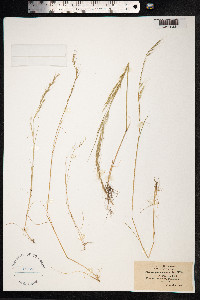 Vulpia myuros image