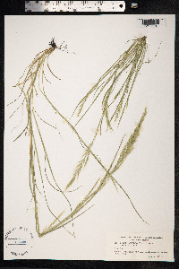 Vulpia myuros image