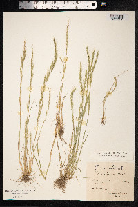 Vulpia myuros image
