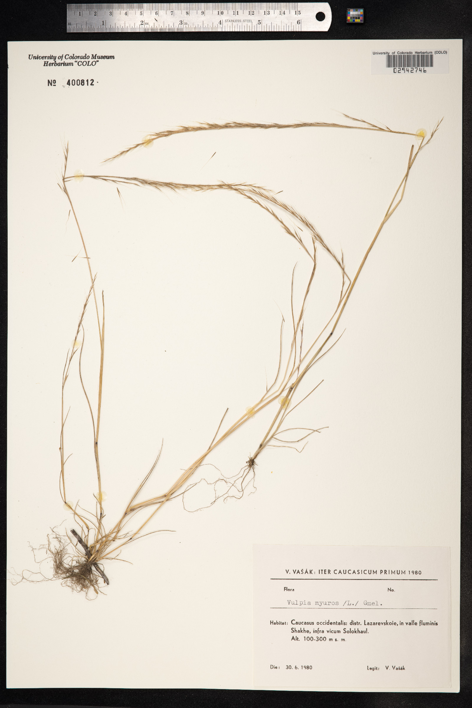 Vulpia myuros image