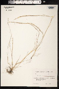 Vulpia myuros image