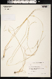 Vulpia myuros image