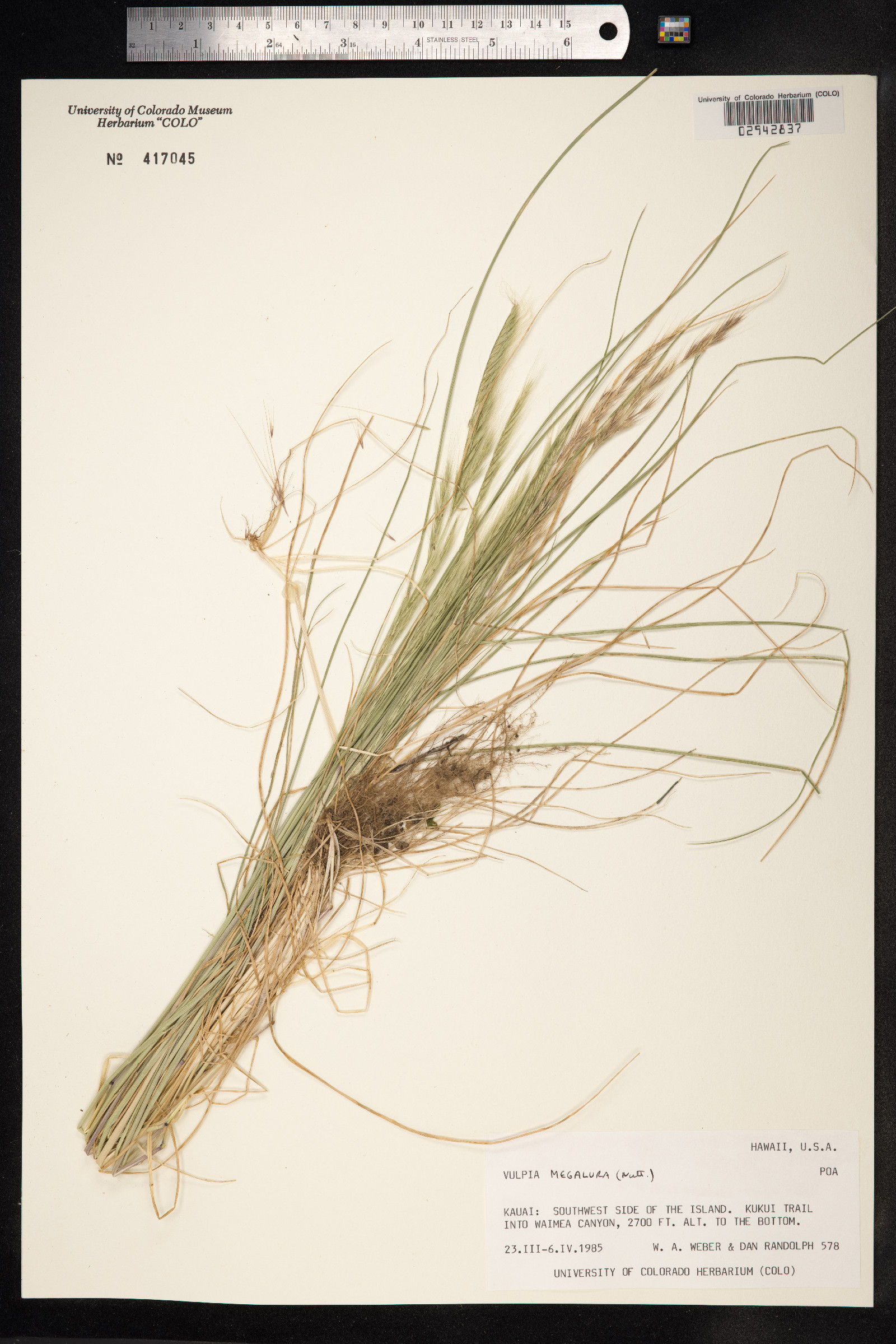 Vulpia myuros var. megalura image