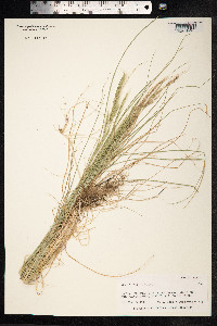 Image of Vulpia megalura
