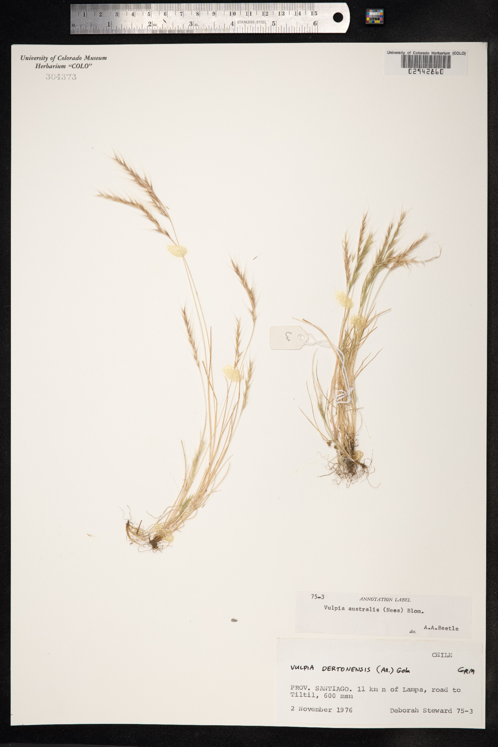 Vulpia australis image