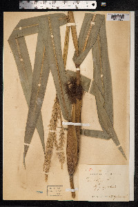 Image of Zea mays