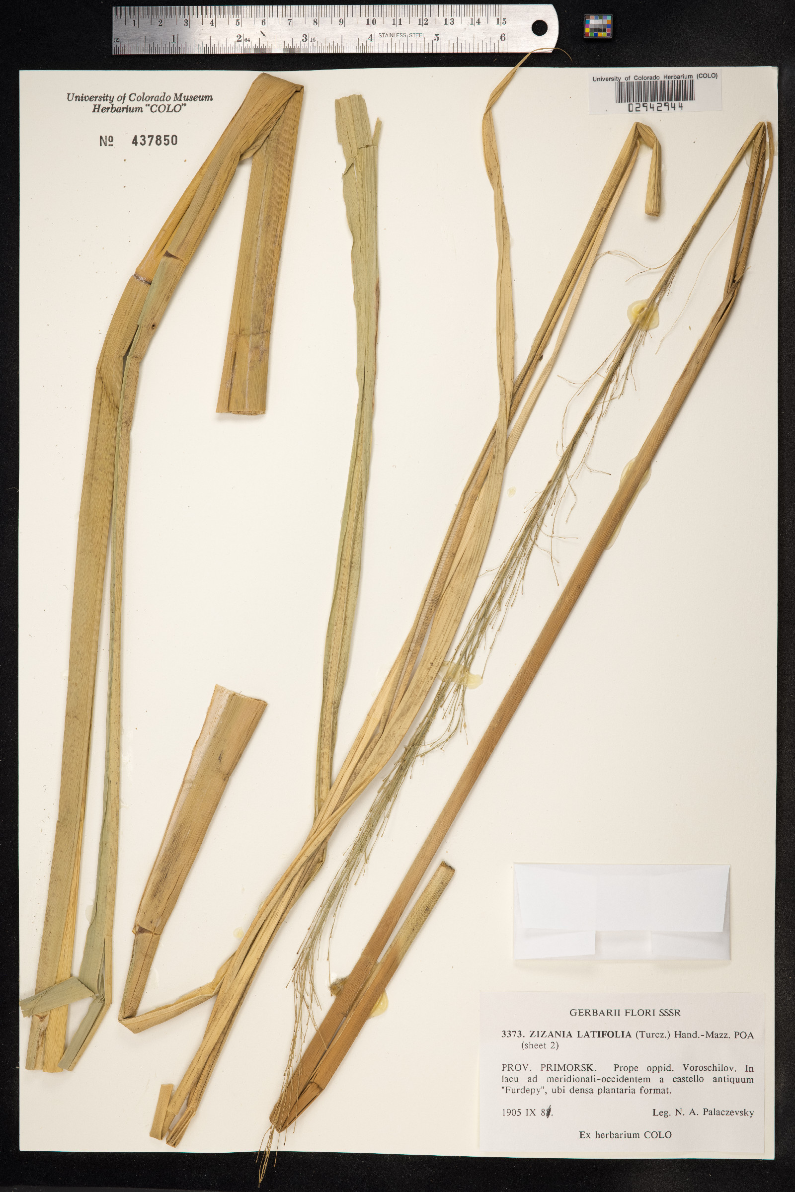 Zizania latifolia image