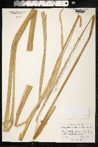 Image of Zizania latifolia