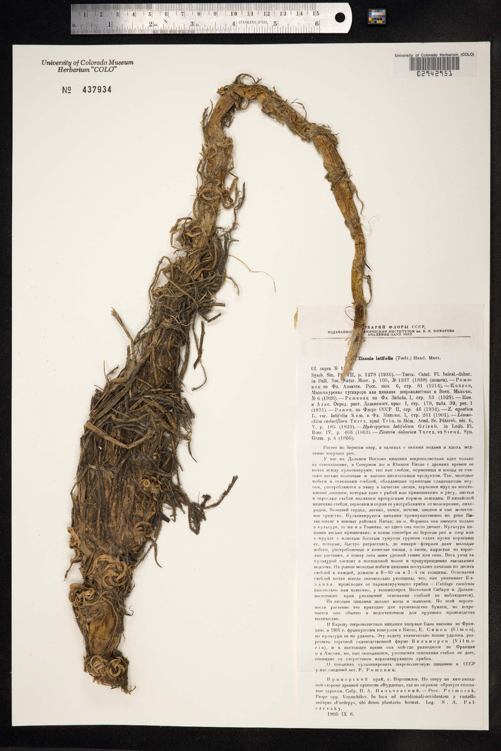 Zizania latifolia image
