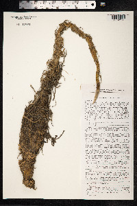 Zizania latifolia image