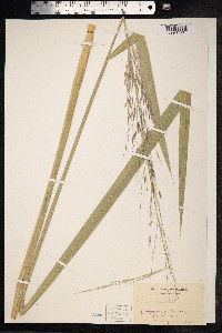 Zizania aquatica image