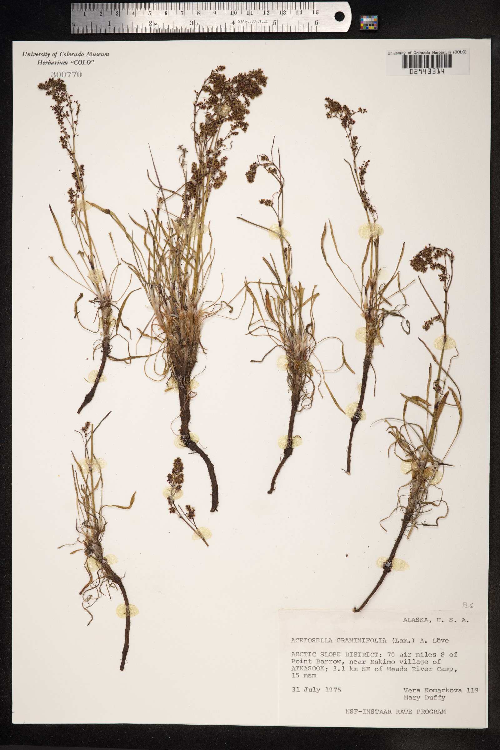 Rumex graminifolius image