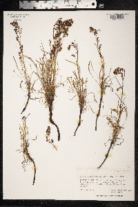 Rumex graminifolius image