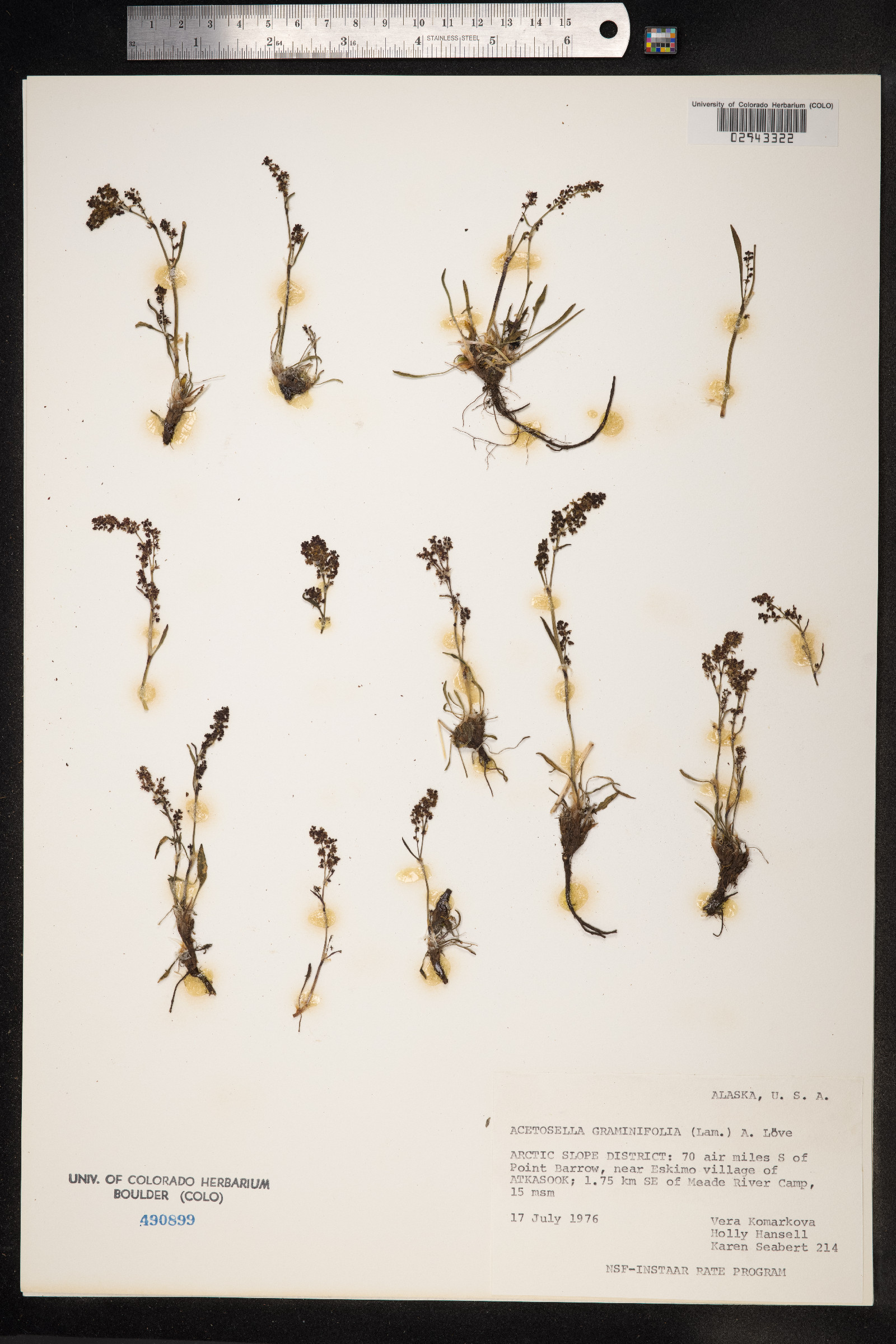 Rumex graminifolius image