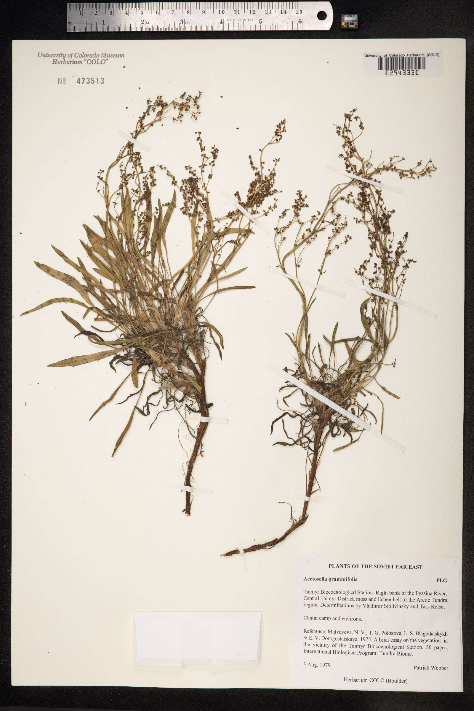 Rumex graminifolius image