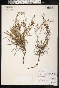 Rumex graminifolius image