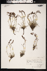 Rumex graminifolius image