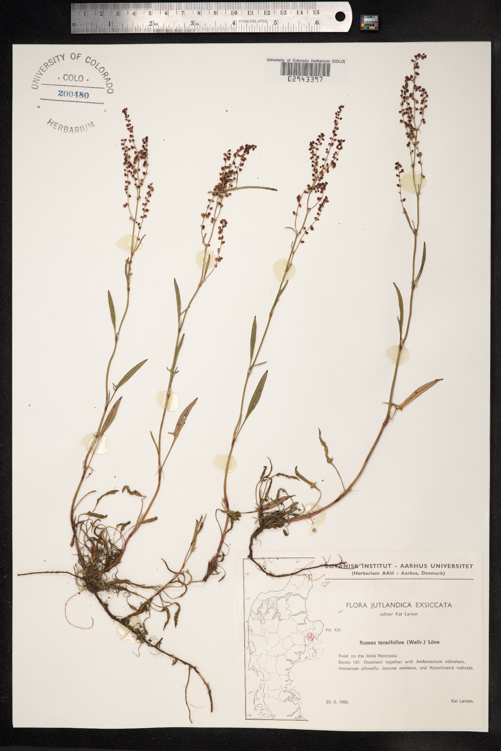 Rumex acetosella image