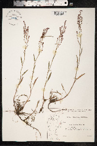 Rumex acetosella image