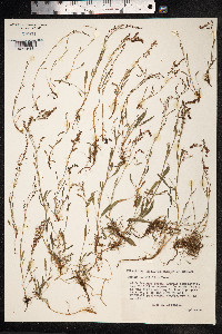 Rumex acetosella image