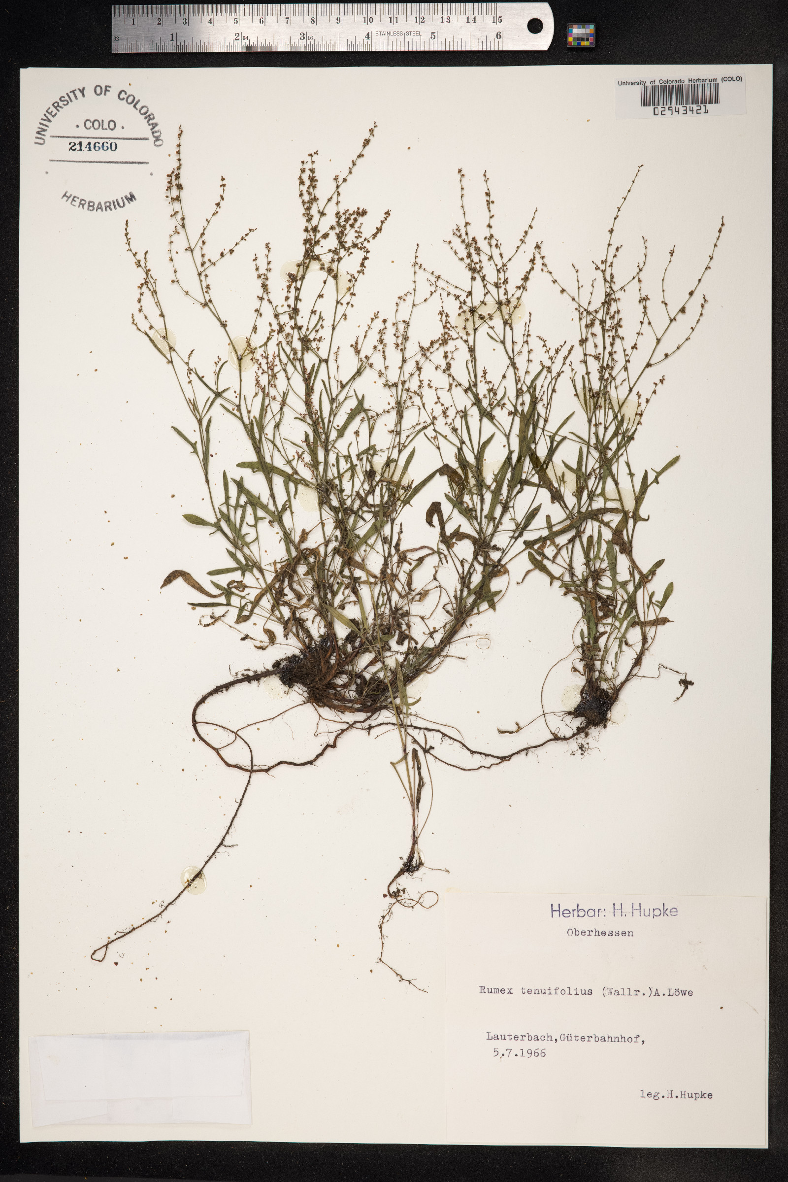 Rumex acetosella image