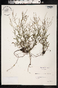 Rumex acetosella image