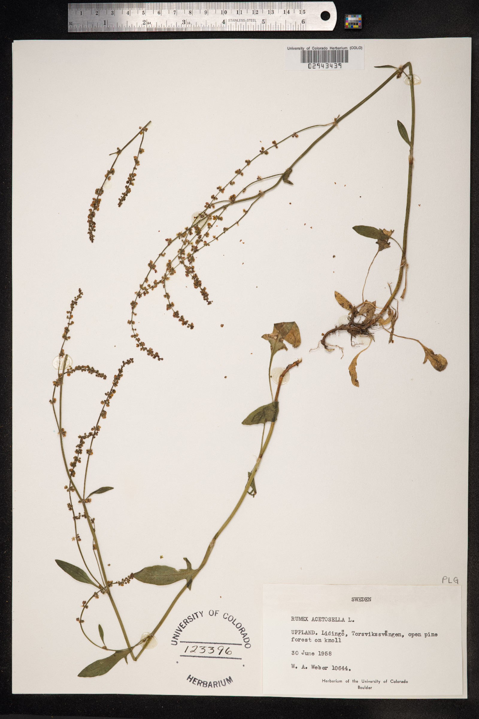 Rumex image
