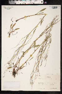 Rumex acetosella image