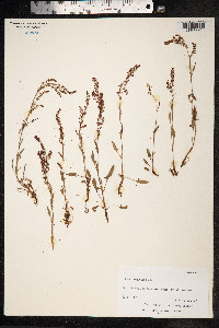 Rumex acetosella image