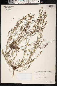 Rumex acetosella image