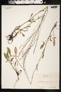 Rumex acetosella image