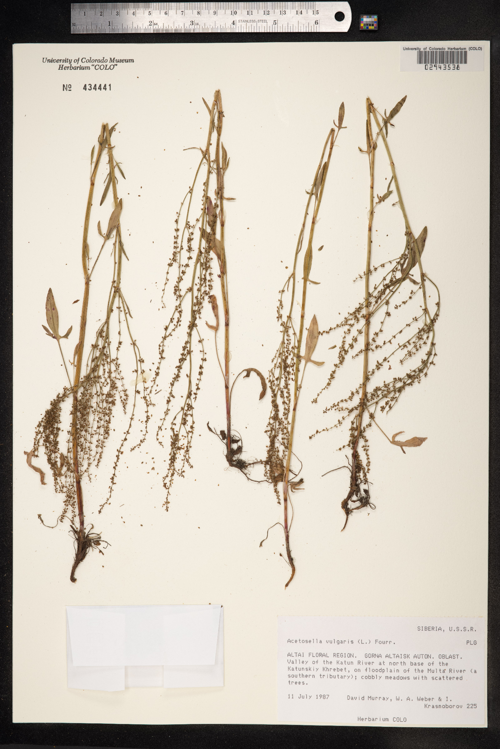Rumex acetosella image