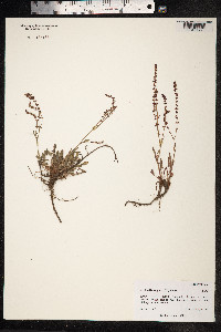 Rumex acetosella image