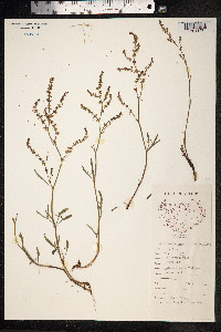 Rumex acetosella image