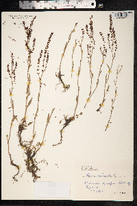 Rumex acetosella image