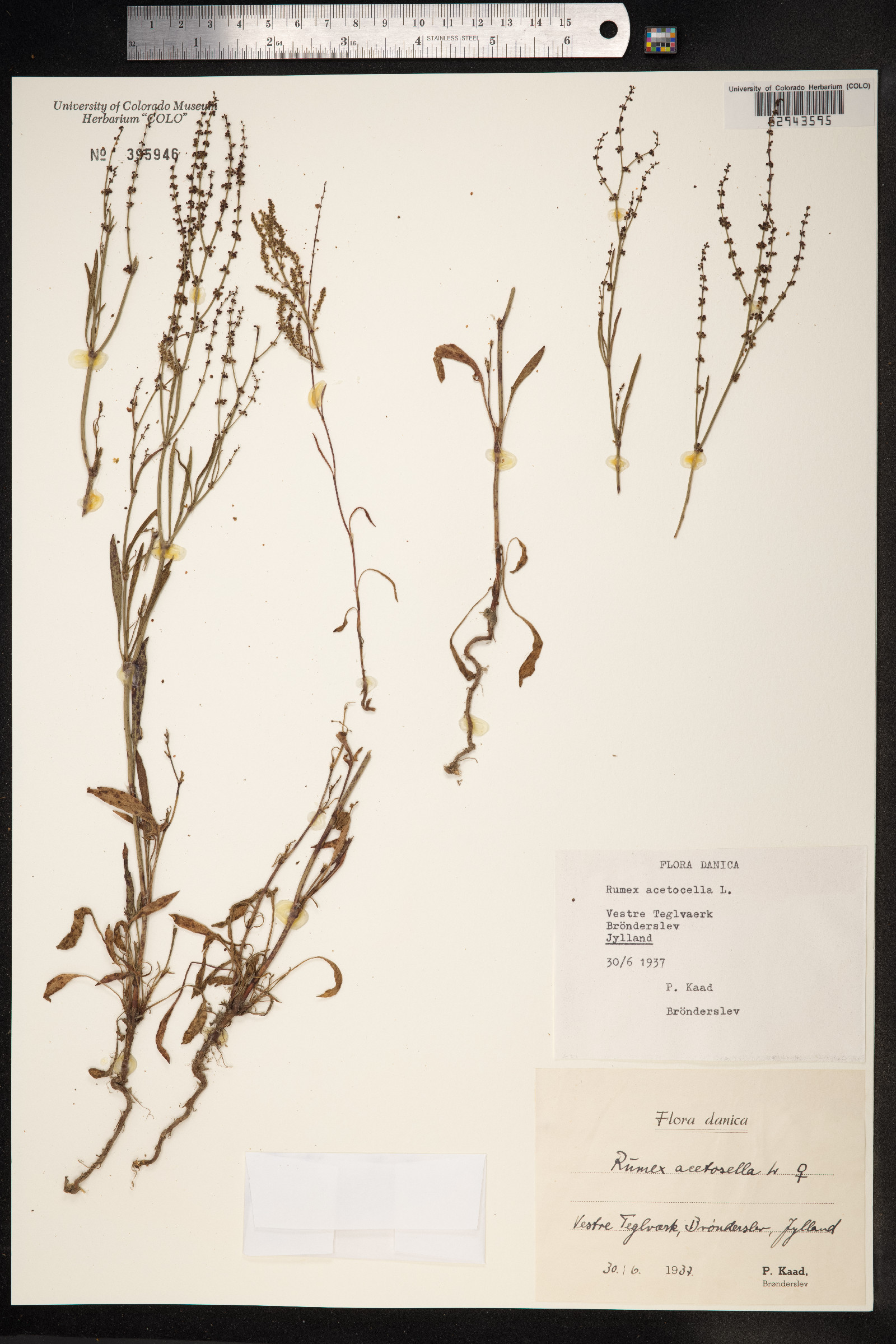 Rumex acetosella image