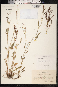 Rumex acetosella image