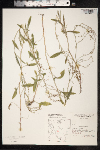 Rumex acetosella image