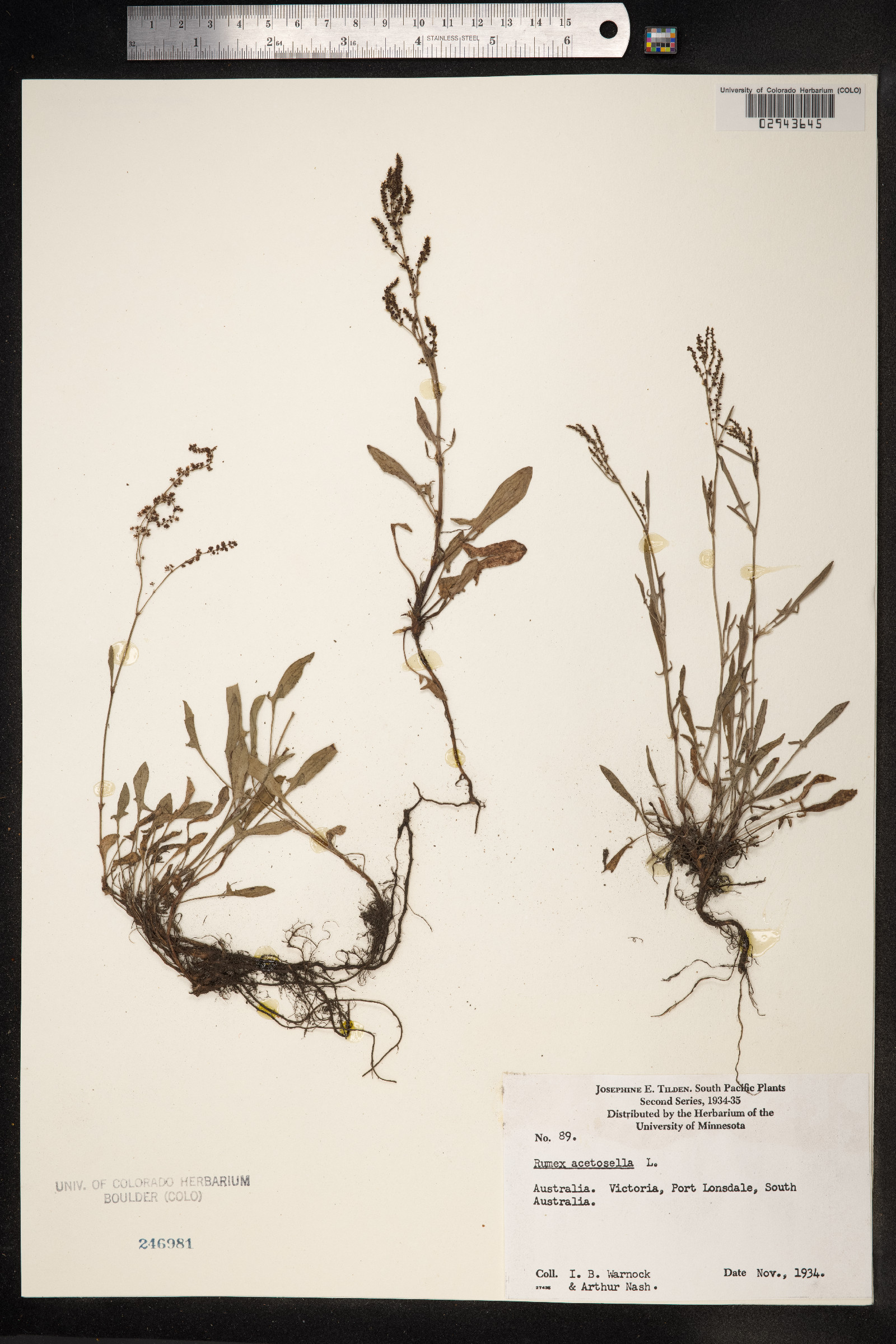 Rumex acetosella image